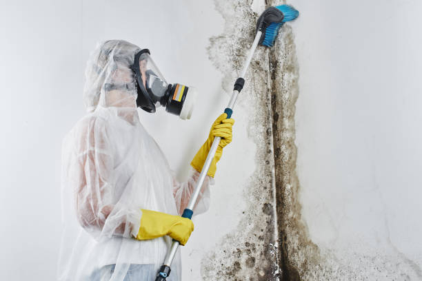 Best Toxic Mold Removal  in Upper Sandusky, OH