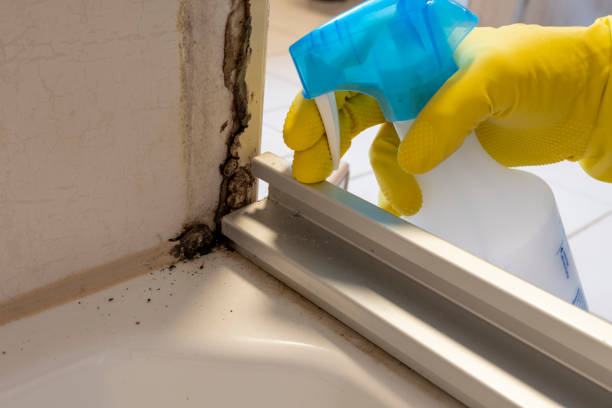 Professional Mold Removal in Upper Sandusky, OH