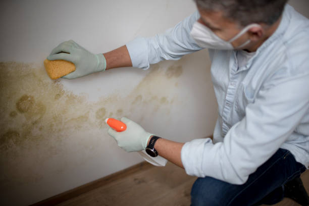 Best Mold Cleaning Services  in Upper Sandusky, OH