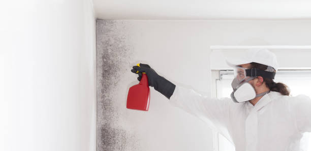 Best Attic Mold Removal  in Upper Sandusky, OH