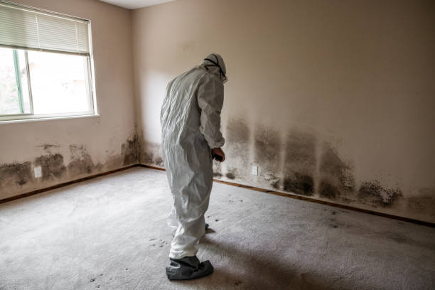 Best Fast Mold Removal  in Upper Sandusky, OH