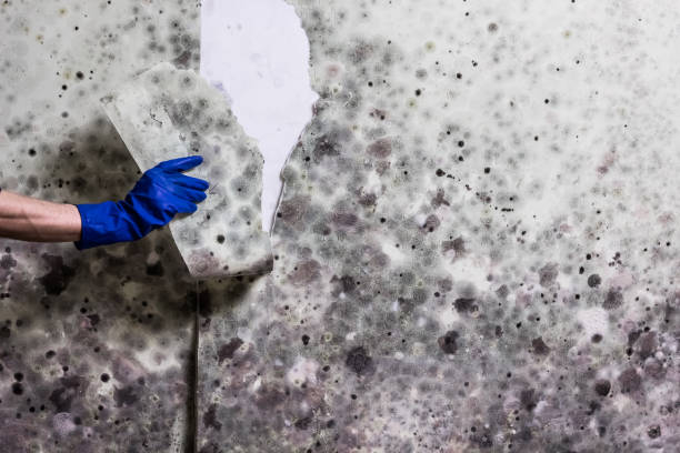 Best Best Mold Removal Companies  in Upper Sandusky, OH