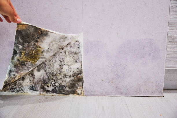 Mold Testing and Removal in Upper Sandusky, OH